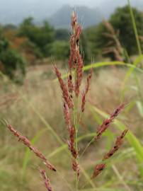 Fotografia da espécie Sorghum halepense