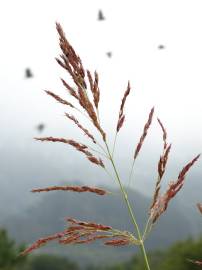 Fotografia da espécie Sorghum halepense