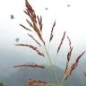 Fotografia 6 da espécie Sorghum halepense do Jardim Botânico UTAD