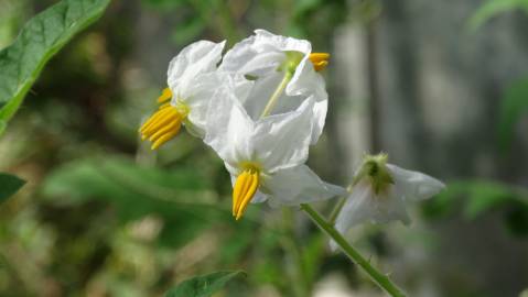 Fotografia da espécie Solanum sisymbriifolium