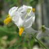 Fotografia 3 da espécie Solanum sisymbriifolium do Jardim Botânico UTAD