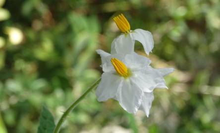 Fotografia da espécie Solanum sisymbriifolium