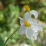 Fotografia 4 da espécie Solanum sisymbriifolium do Jardim Botânico UTAD