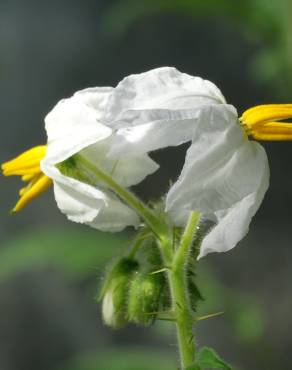 Fotografia 5 da espécie Solanum sisymbriifolium no Jardim Botânico UTAD