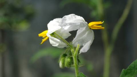 Fotografia da espécie Solanum sisymbriifolium