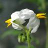 Fotografia 5 da espécie Solanum sisymbriifolium do Jardim Botânico UTAD