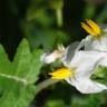 Fotografia 6 da espécie Solanum sisymbriifolium do Jardim Botânico UTAD