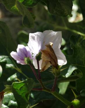 Fotografia 2 da espécie Solanum linnaeanum no Jardim Botânico UTAD