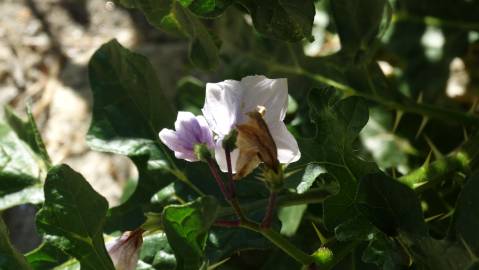 Fotografia da espécie Solanum linnaeanum