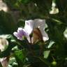 Fotografia 2 da espécie Solanum linnaeanum do Jardim Botânico UTAD