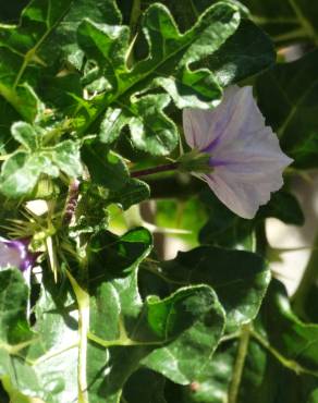 Fotografia 3 da espécie Solanum linnaeanum no Jardim Botânico UTAD