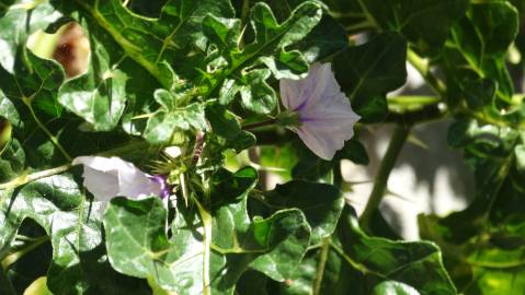 Fotografia da espécie Solanum linnaeanum