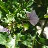 Fotografia 3 da espécie Solanum linnaeanum do Jardim Botânico UTAD