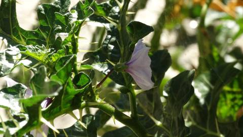 Fotografia da espécie Solanum linnaeanum