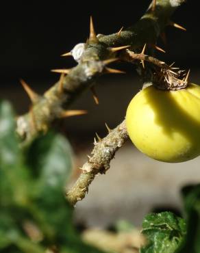 Fotografia 5 da espécie Solanum linnaeanum no Jardim Botânico UTAD