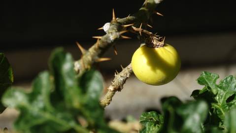 Fotografia da espécie Solanum linnaeanum
