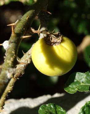 Fotografia 6 da espécie Solanum linnaeanum no Jardim Botânico UTAD