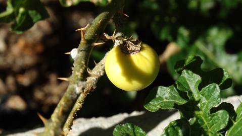 Fotografia da espécie Solanum linnaeanum