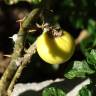 Fotografia 6 da espécie Solanum linnaeanum do Jardim Botânico UTAD