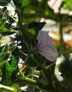 Fotografia 7 da espécie Solanum linnaeanum no Jardim Botânico UTAD