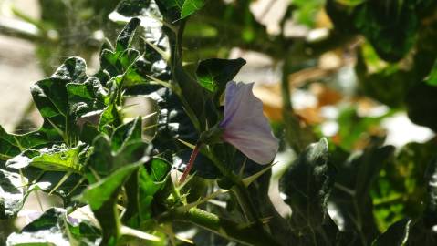 Fotografia da espécie Solanum linnaeanum