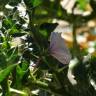 Fotografia 7 da espécie Solanum linnaeanum do Jardim Botânico UTAD