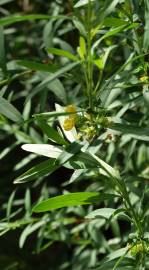 Fotografia da espécie Heimia salicifolia
