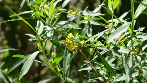 Fotografia da espécie Heimia salicifolia