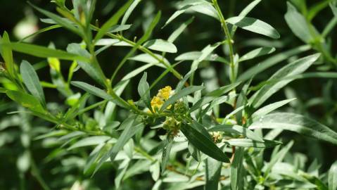 Fotografia da espécie Heimia salicifolia