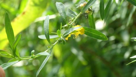 Fotografia da espécie Heimia salicifolia