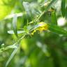 Fotografia 5 da espécie Heimia salicifolia do Jardim Botânico UTAD