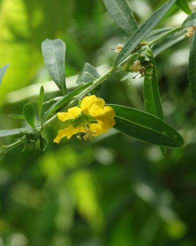 Fotografia de capa Heimia salicifolia - do Jardim Botânico