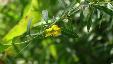 Fotografia da espécie Heimia salicifolia