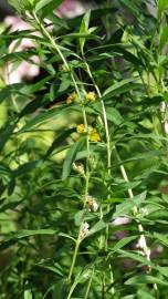 Fotografia da espécie Heimia salicifolia