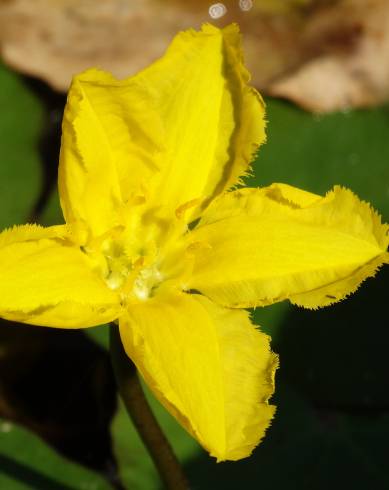 Fotografia de capa Nymphoides peltata - do Jardim Botânico