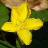 Fotografia 1 da espécie Nymphoides peltata do Jardim Botânico UTAD