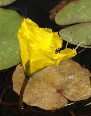 Fotografia 6 da espécie Nymphoides peltata no Jardim Botânico UTAD