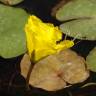 Fotografia 6 da espécie Nymphoides peltata do Jardim Botânico UTAD