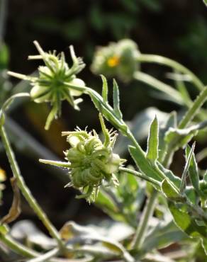 Fotografia 6 da espécie Calendula arvensis no Jardim Botânico UTAD