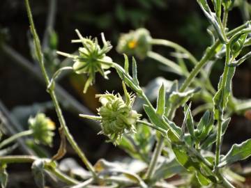 Fotografia da espécie Calendula arvensis