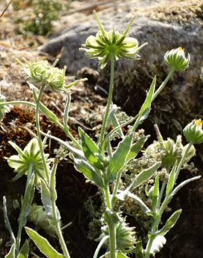 Fotografia 8 da espécie Calendula arvensis no Jardim Botânico UTAD