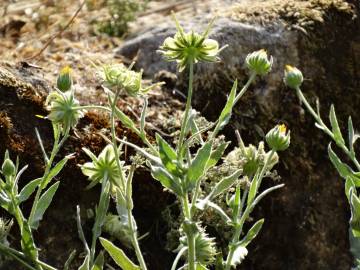 Fotografia da espécie Calendula arvensis