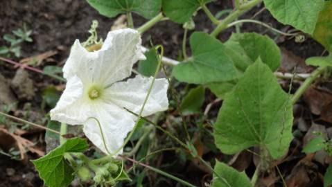 Fotografia da espécie Lagenaria siceraria