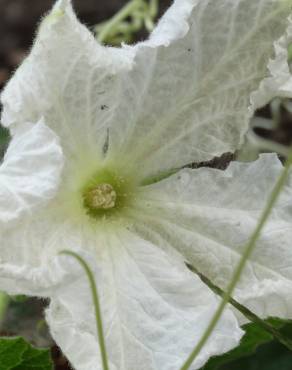 Fotografia 4 da espécie Lagenaria siceraria no Jardim Botânico UTAD