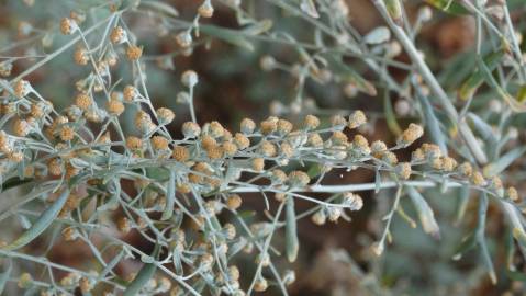 Fotografia da espécie Artemisia absinthium