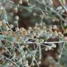 Fotografia 4 da espécie Artemisia absinthium do Jardim Botânico UTAD