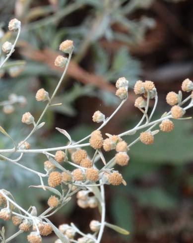 Fotografia de capa Artemisia absinthium - do Jardim Botânico