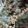 Fotografia 1 da espécie Artemisia absinthium do Jardim Botânico UTAD