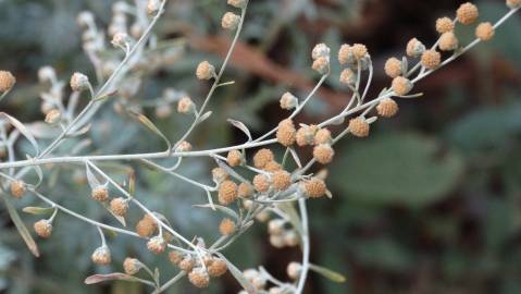 Fotografia da espécie Artemisia absinthium