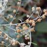 Fotografia 5 da espécie Artemisia absinthium do Jardim Botânico UTAD